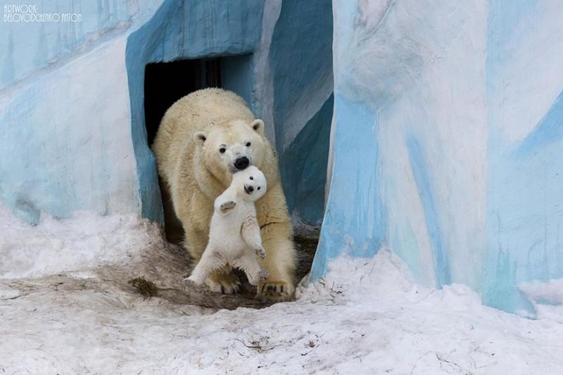 Фотография: Эти животные научат быть хорошими родителями №1 - BigPicture.ru