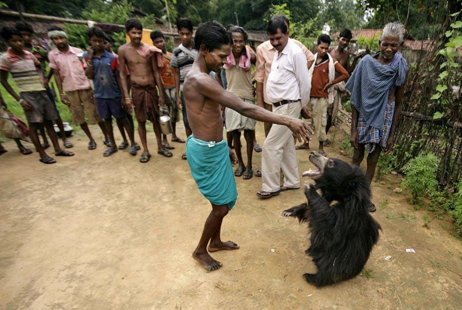 Фотография: Необычный питомец: ручной медведь в индийской семье №3 - BigPicture.ru