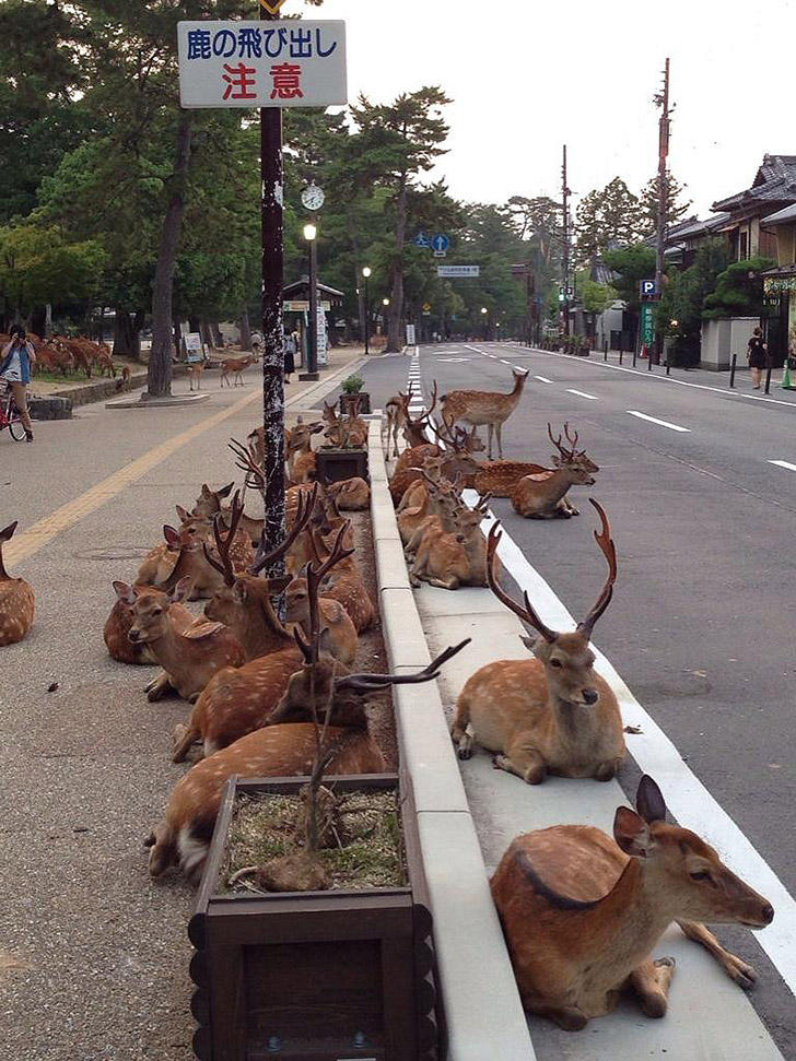 Фотография: Тысячи оленей наводняют улицы японского города №3 - BigPicture.ru