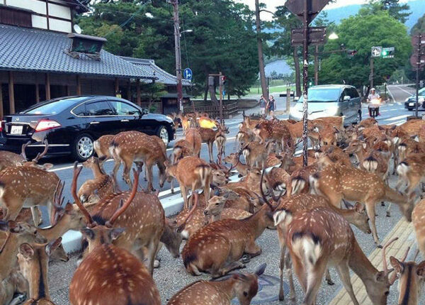 Тысячи оленей наводняют улицы японского города
