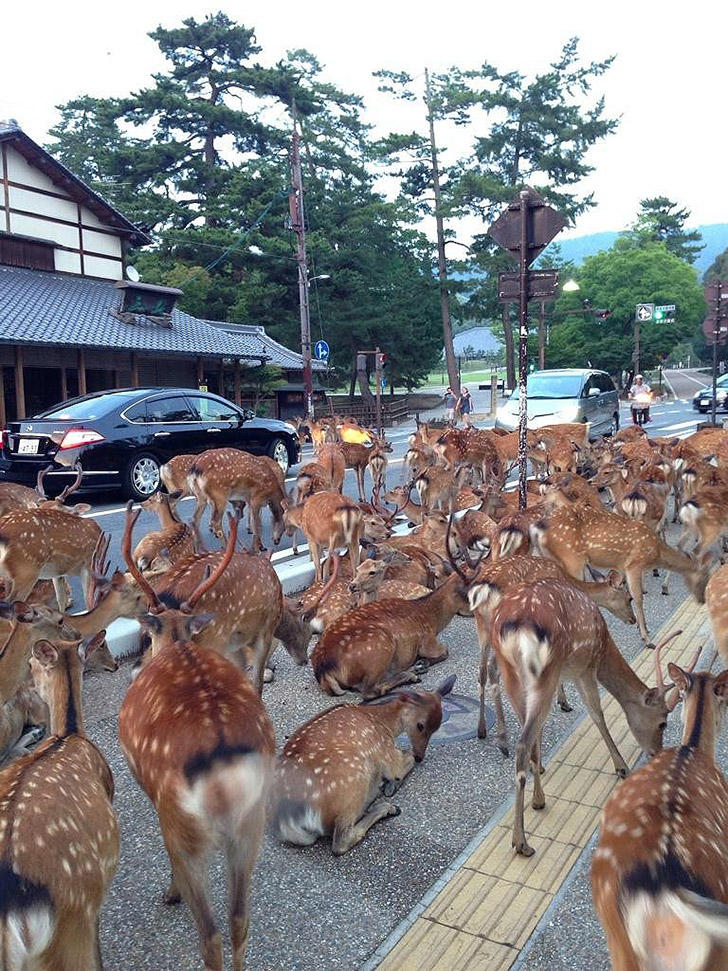 Фотография: Тысячи оленей наводняют улицы японского города №4 - BigPicture.ru