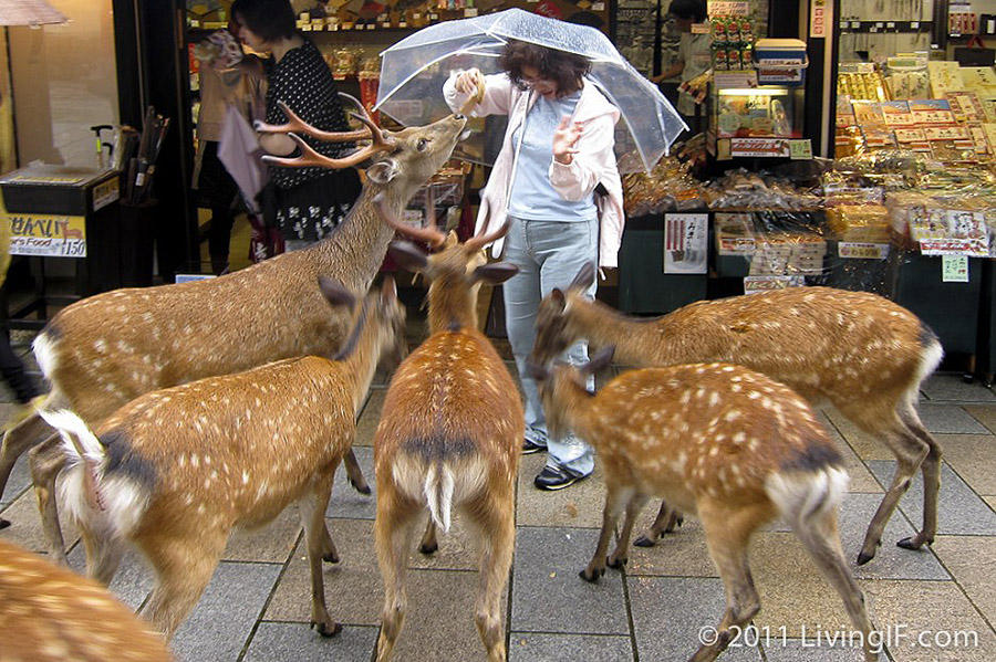 Фотография: Тысячи оленей наводняют улицы японского города №7 - BigPicture.ru