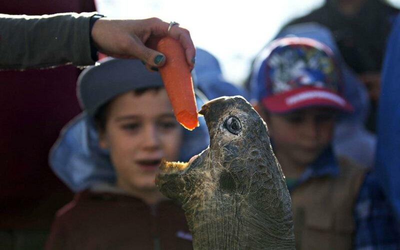 Фотография: 63-летняя галапагосская черепаха и другие лучшие фото животных со всего мира за неделю №1 - BigPicture.ru