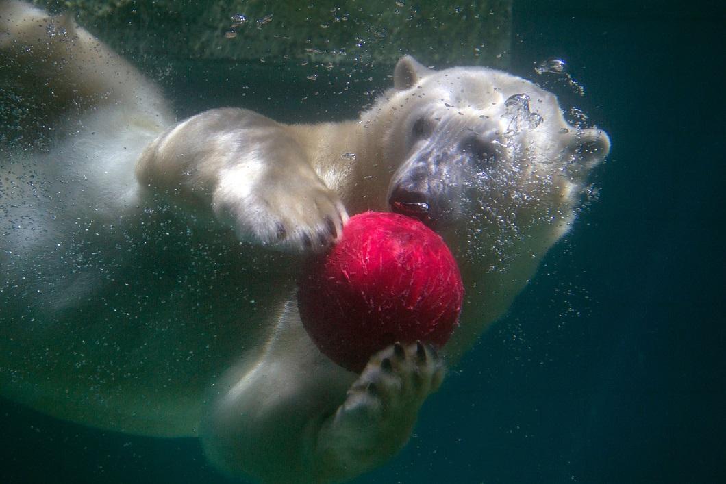 Фотография: Львиные игрунки и другие лучшие фото животных со всего мира за неделю №18 - BigPicture.ru