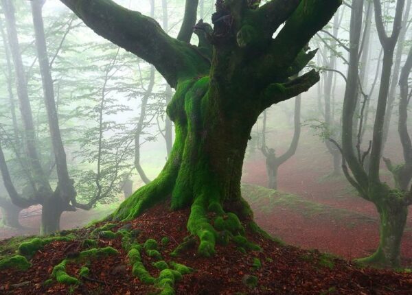 Мистический лес Страны Басков