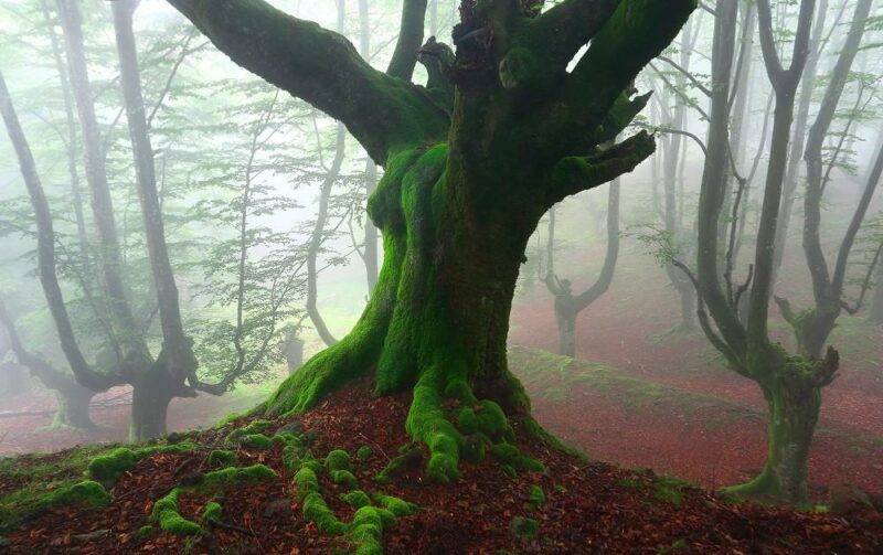 Фотография: Мистический лес Страны Басков №1 - BigPicture.ru