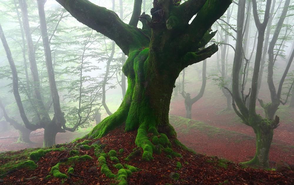 Basqueforest01 Мистический лес Страны Басков