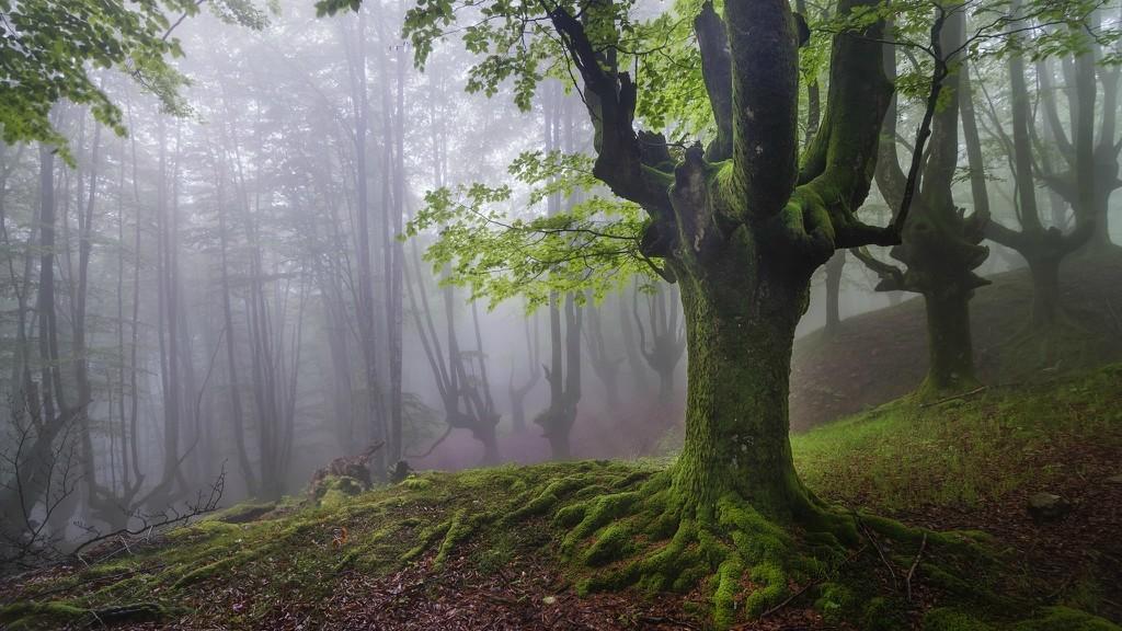 Фотография: Мистический лес Страны Басков №5 - BigPicture.ru