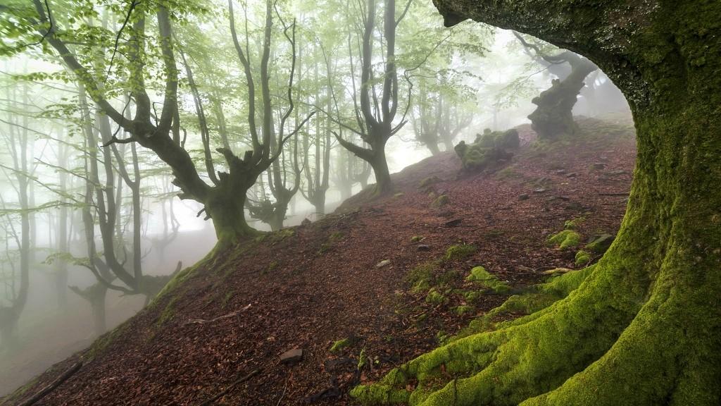 Basqueforest05 Мистический лес Страны Басков
