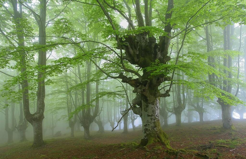 Фотография: Мистический лес Страны Басков №8 - BigPicture.ru