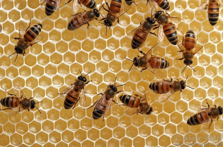 Тайная жизнь пчел » BigPicture.ru