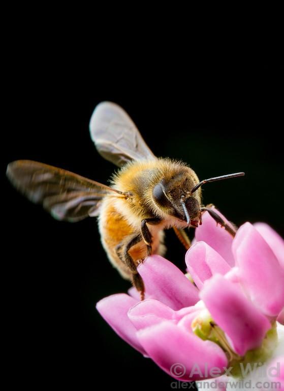 Alex Wild фото пчел