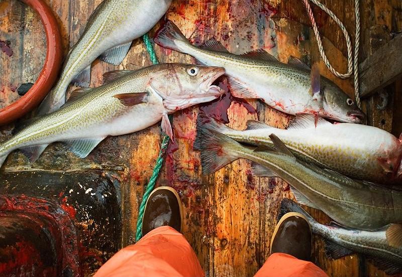 Фотография: Как живут рыболовецкие сообщества северных морей №28 - BigPicture.ru