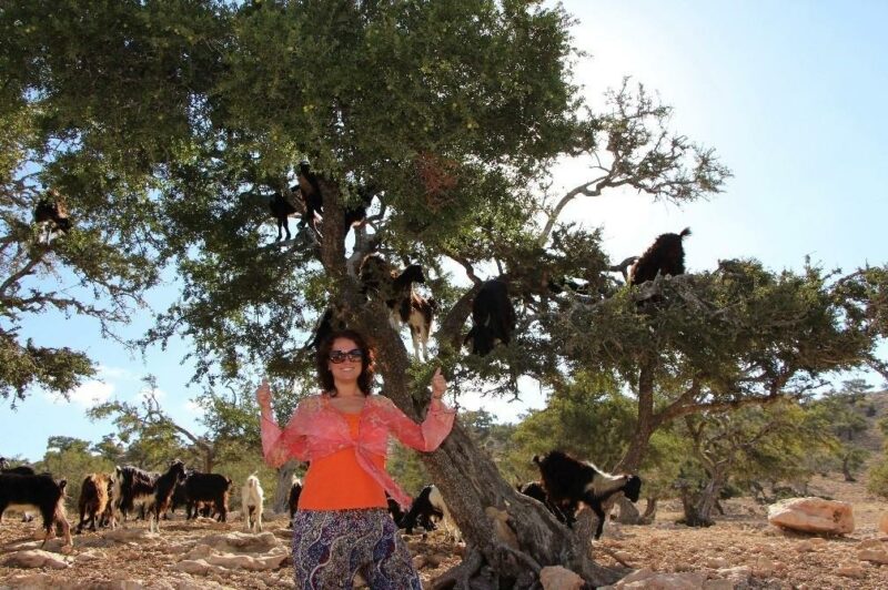 Фотография: Марокко: летающие (аргановые) козы на деревьях №1 - BigPicture.ru