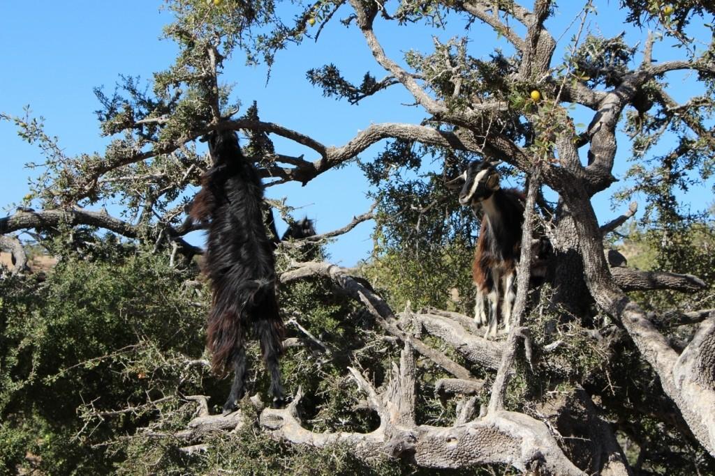 Фотография: Марокко: летающие (аргановые) козы на деревьях №14 - BigPicture.ru