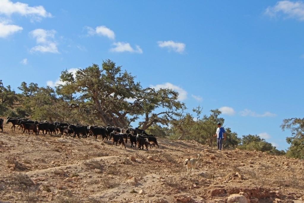 Фотография: Марокко: летающие (аргановые) козы на деревьях №29 - BigPicture.ru