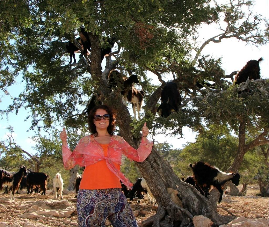 Фотография: Марокко: летающие (аргановые) козы на деревьях №30 - BigPicture.ru