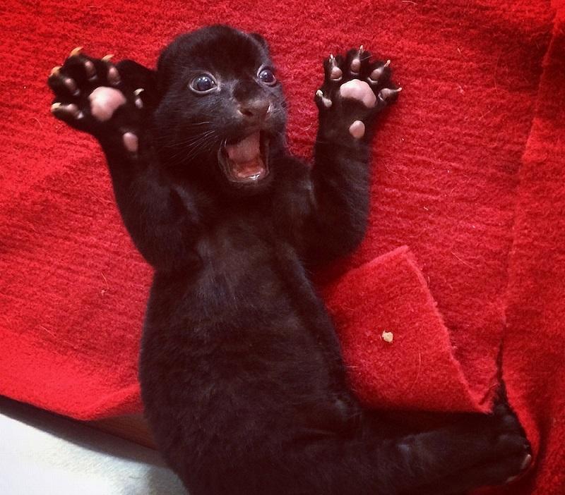 Фотография: Бойся меня! Уникальный черный тигренок без полосок позирует только для вас №1 - BigPicture.ru