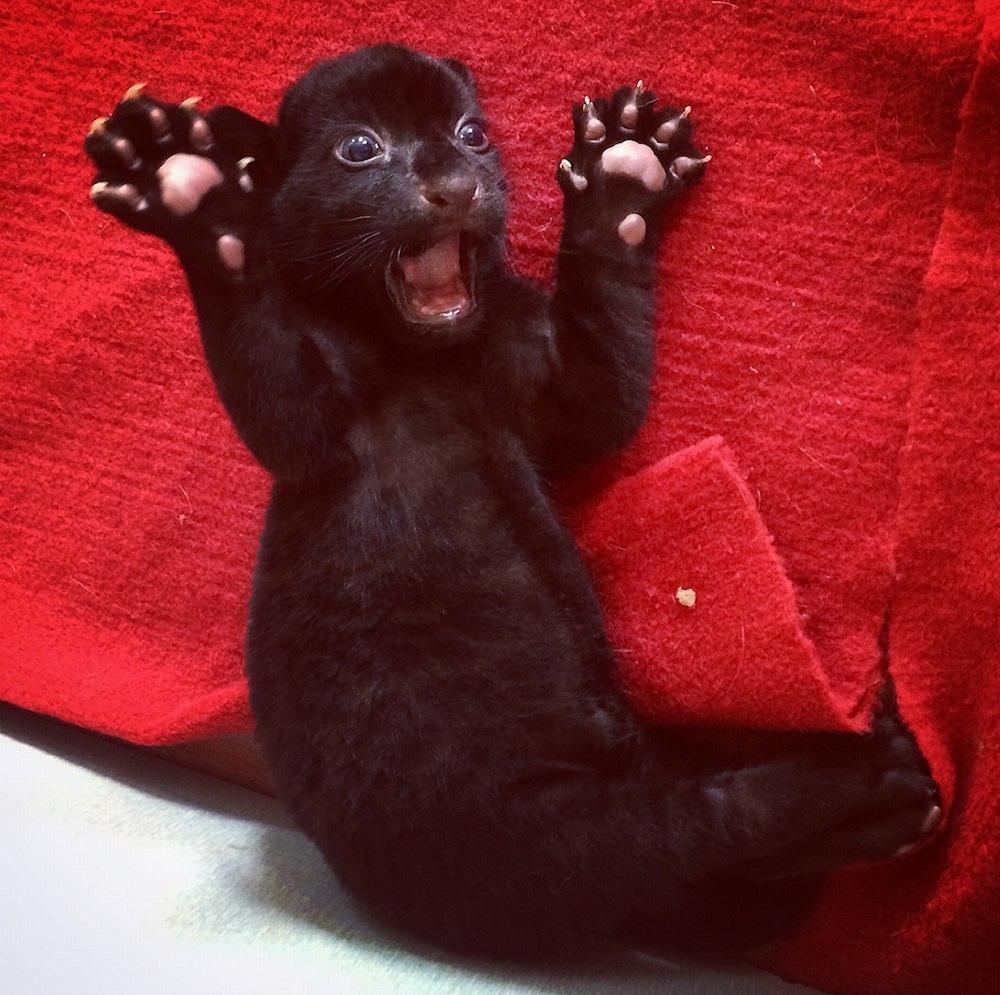 Фотография: Бойся меня! Уникальный черный тигренок без полосок позирует только для вас №4 - BigPicture.ru