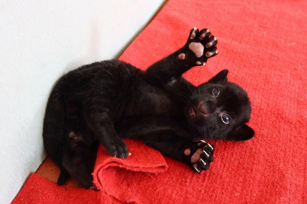 Фотография: Бойся меня! Уникальный черный тигренок без полосок позирует только для вас №8 - BigPicture.ru