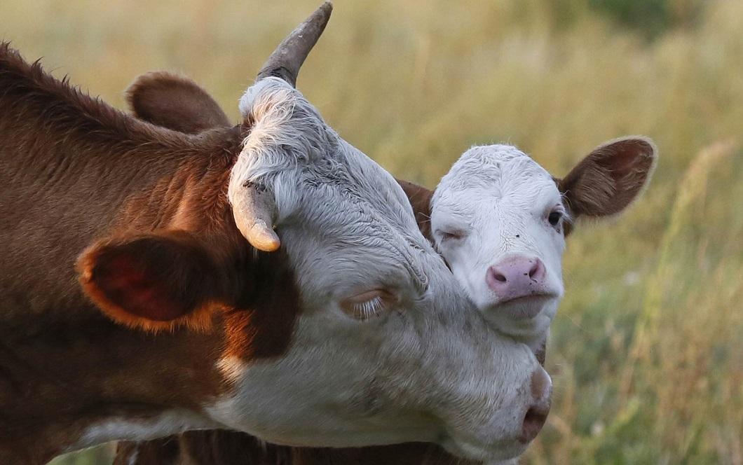 Фотография: Корова ласкает своего теленка и другие лучшие фото животных со всего мира за неделю №3 - BigPicture.ru