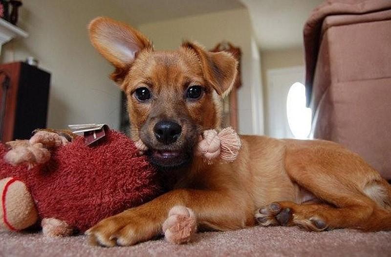 Фотография: 30 фото-доказательств того, что щенки с одним поднятым ухом на 90% милее обычных №21 - BigPicture.ru