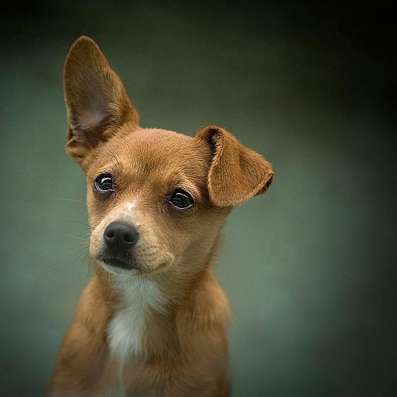 Фотография: 30 фото-доказательств того, что щенки с одним поднятым ухом на 90% милее обычных №22 - BigPicture.ru