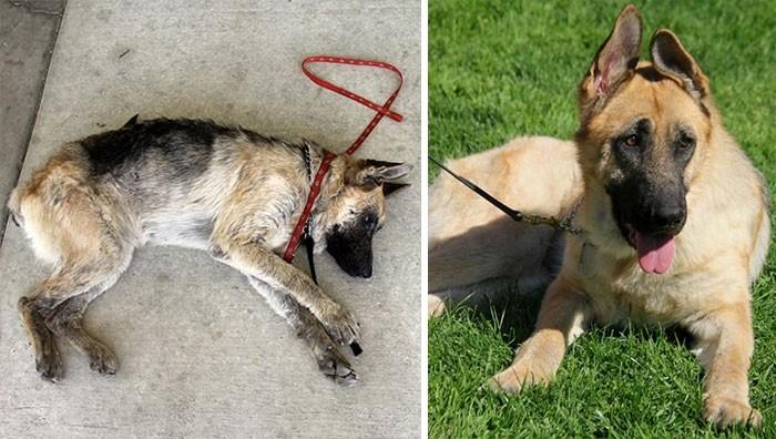 Фотография: 16 историй спасения собак, находящихся на грани смерти, в стиле 