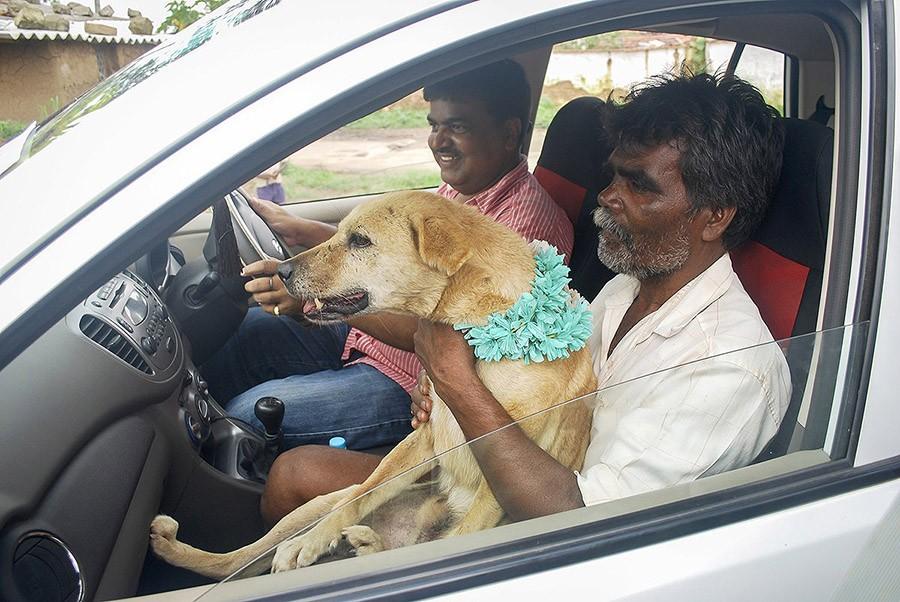 Фотография: Индийская девушка вышла замуж за собаку, чтобы снять проклятие №3 - BigPicture.ru