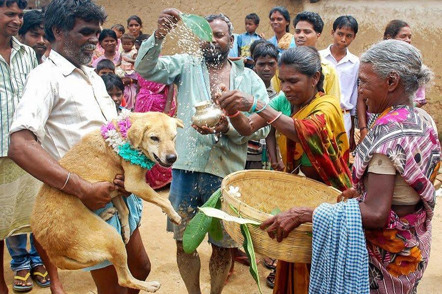 Фотография: Индийская девушка вышла замуж за собаку, чтобы снять проклятие №9 - BigPicture.ru