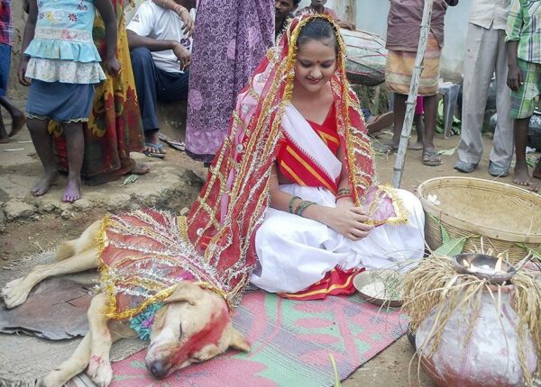 Индийская девушка вышла замуж за собаку, чтобы снять проклятие