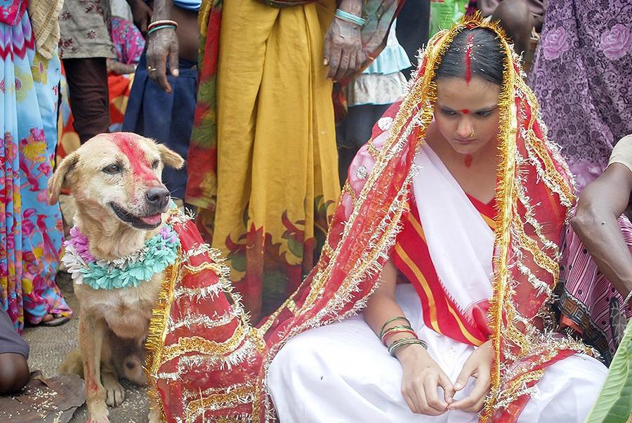 Фотография: Индийская девушка вышла замуж за собаку, чтобы снять проклятие №14 - BigPicture.ru