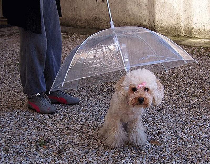 Фотография: 19 удивительных зонтов для осени №19 - BigPicture.ru