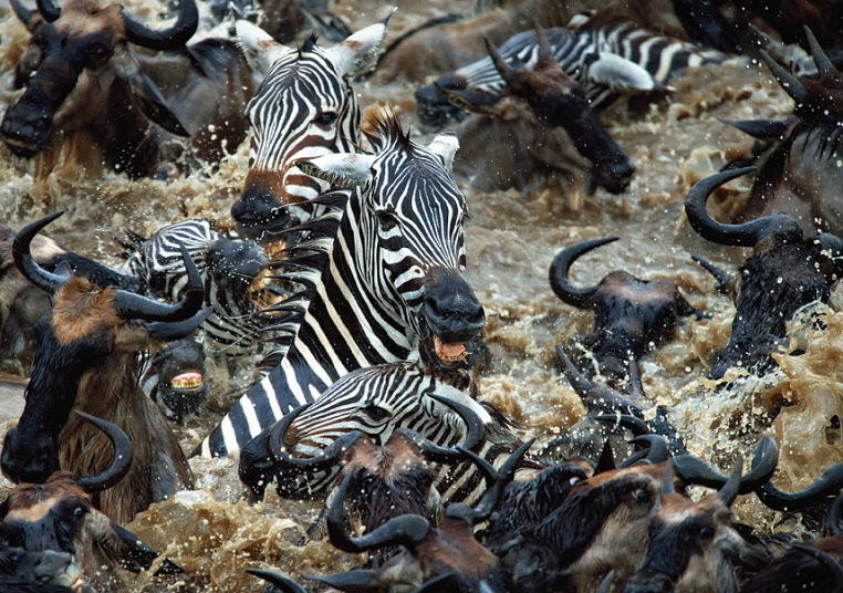 Фотография: Храбрые зебры против тысяч антилоп №2 - BigPicture.ru