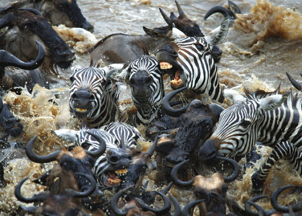 Храбрые зебры против тысяч антилоп