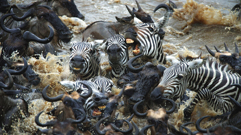 Фотография: Храбрые зебры против тысяч антилоп №1 - BigPicture.ru