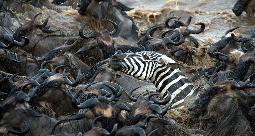 Фотография: Храбрые зебры против тысяч антилоп №6 - BigPicture.ru