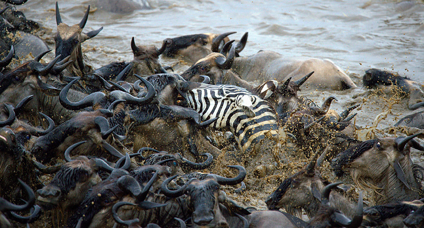 Фотография: Храбрые зебры против тысяч антилоп №10 - BigPicture.ru