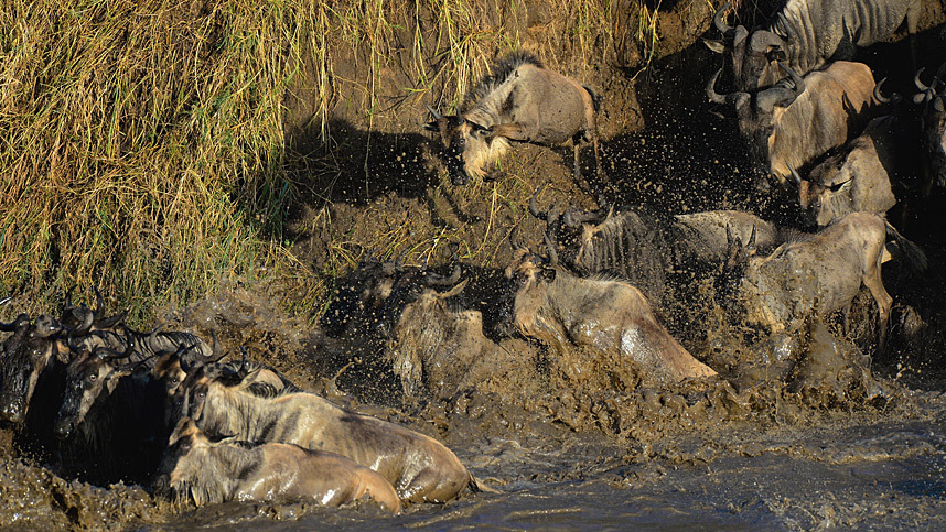 Фотография: Храбрые зебры против тысяч антилоп №11 - BigPicture.ru