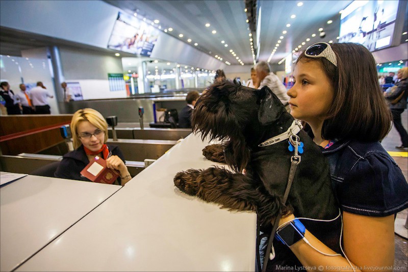 Фотография: Как перевозят животных самолетом №1 - BigPicture.ru