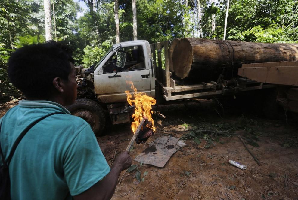Фотография: Как воины джунглей Амазонки борются с черными лесорубами №12 - BigPicture.ru