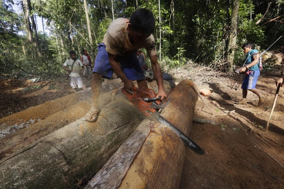 Фотография: Как воины джунглей Амазонки борются с черными лесорубами №16 - BigPicture.ru