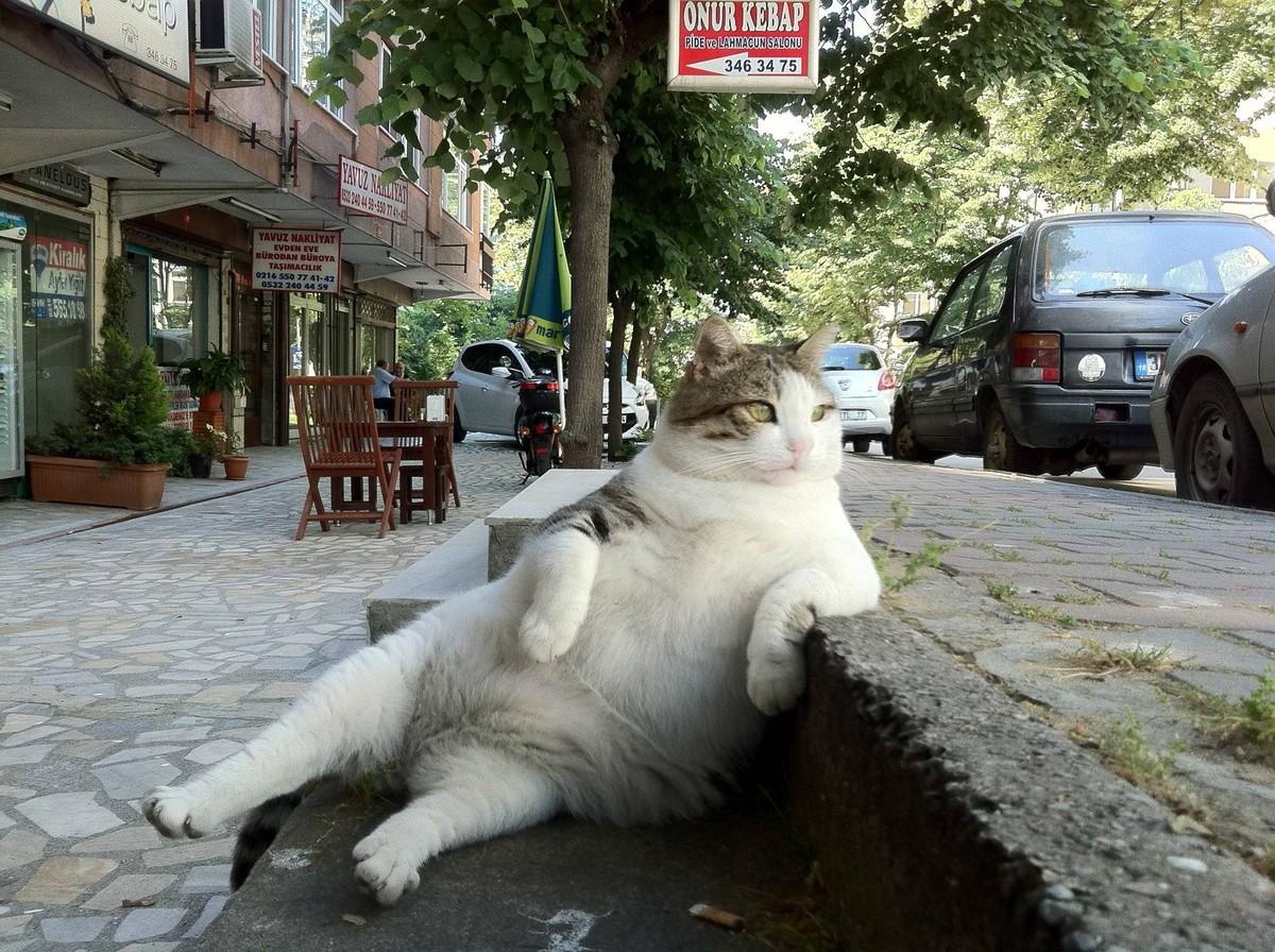 Фотография: 15 правил жизни настоящего кота №2 - BigPicture.ru
