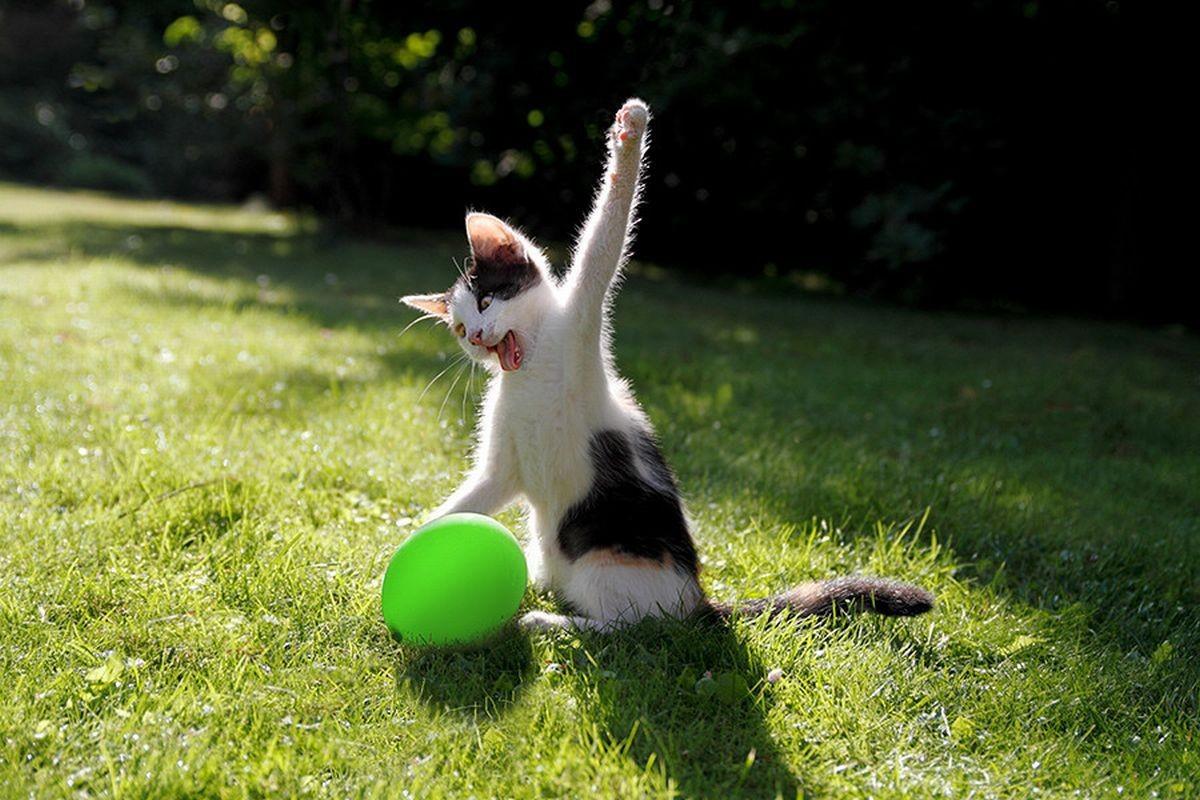 Фотография: 15 правил жизни настоящего кота №12 - BigPicture.ru