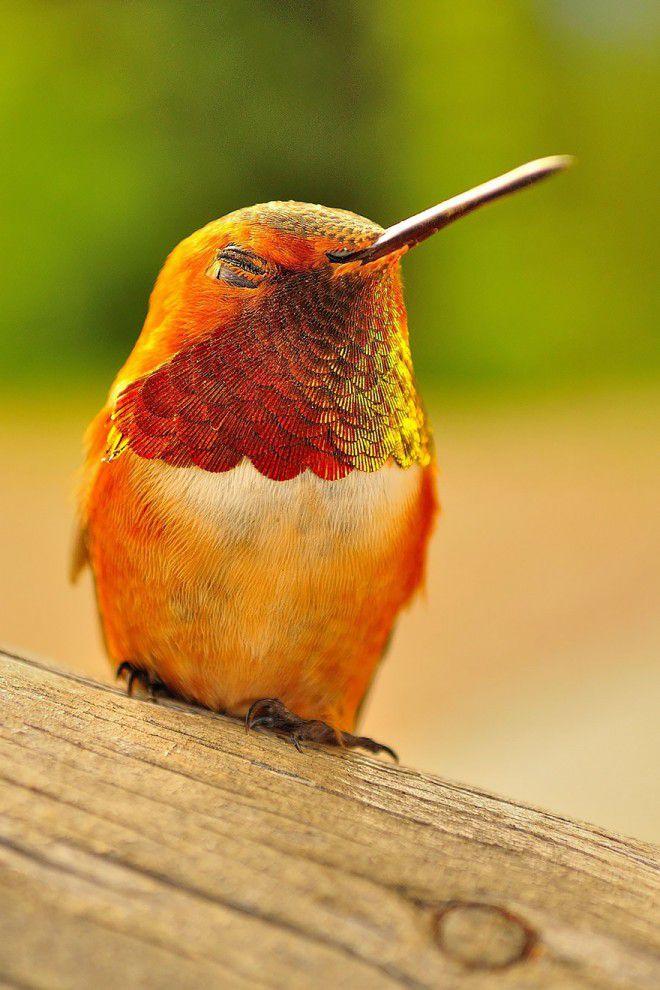 Фотография: 20 колибри крупным планом: удивительная красота крошечных птичек №3 - BigPicture.ru