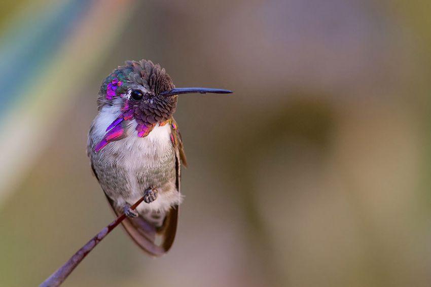 20 колибри крупным планом — удивительная красота крошечных птичек