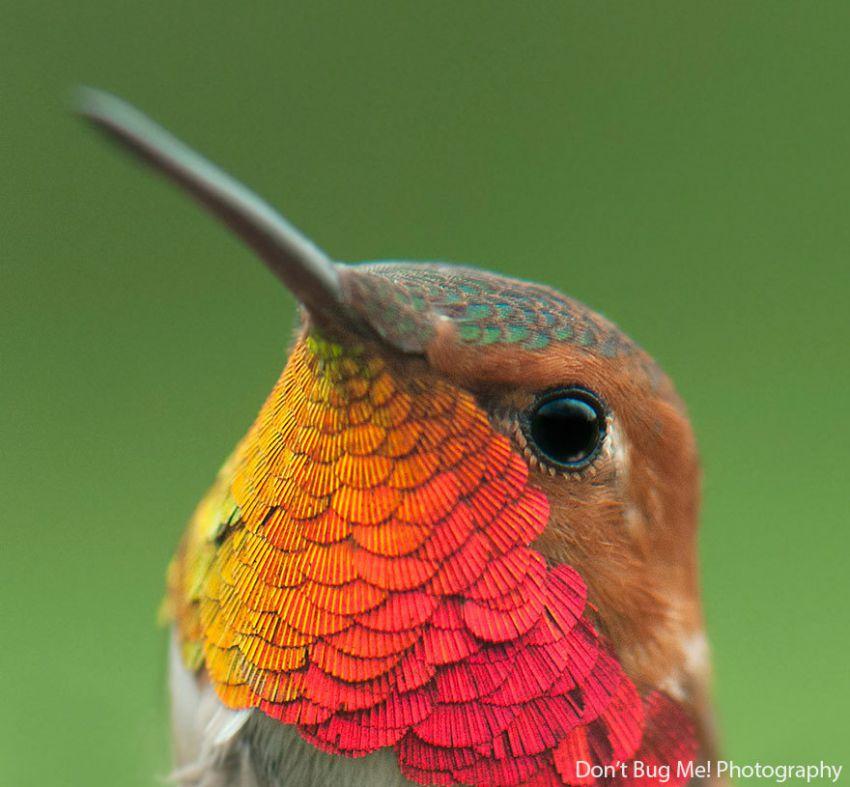 Фотография: 20 колибри крупным планом: удивительная красота крошечных птичек №8 - BigPicture.ru