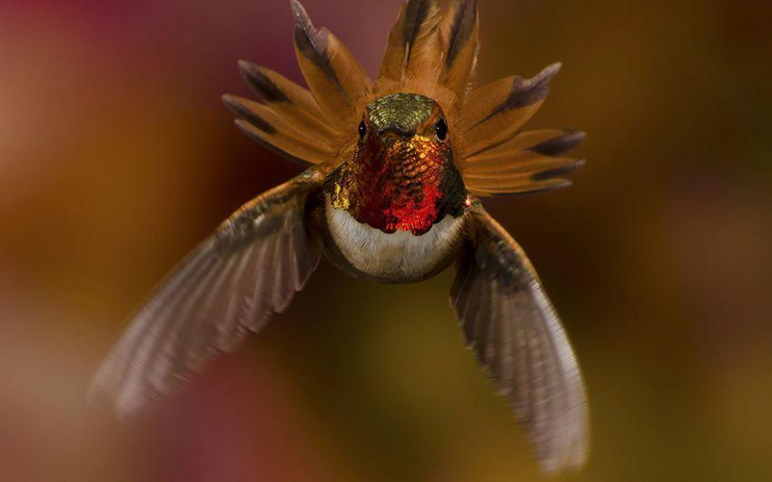 Фотография: 20 колибри крупным планом: удивительная красота крошечных птичек №18 - BigPicture.ru