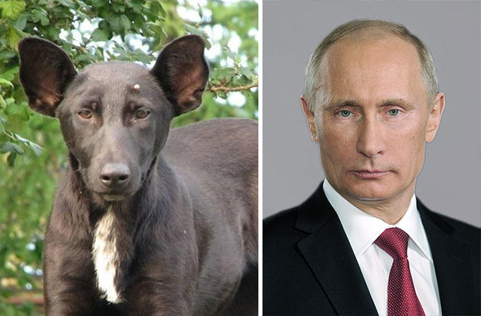 Фотография: Собаки и их двойники — знаменитые и не очень №5 - BigPicture.ru