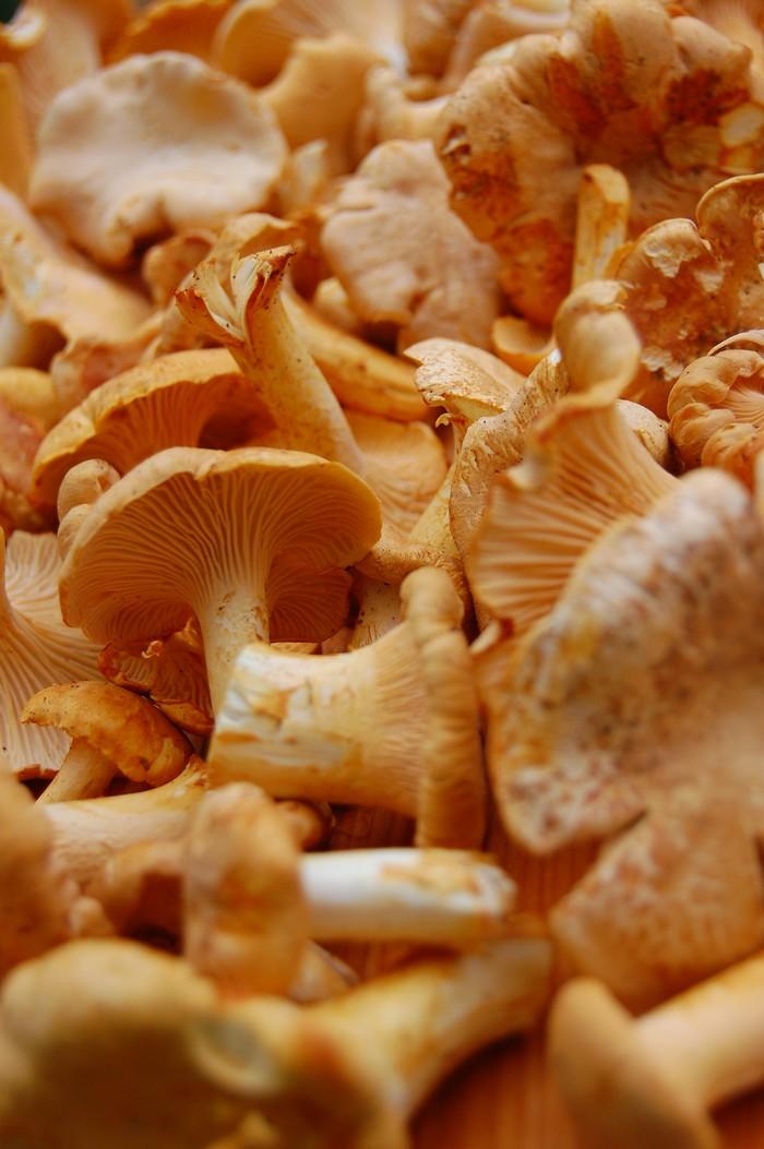 Фотография: Топ-10 грибов: Короли леса №2 - BigPicture.ru